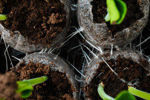 seedlings growing roots 