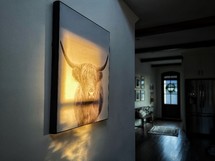 sunlight on a cow picture hanging on a wall 