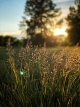 field of tall green grass at sunset 