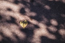 heart shape leaf on asphalt 