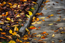 yellow fall leaves on tree bark and a sidewalk 