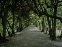 tree lined road in Gdansk, Poland