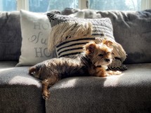 small dog on a couch 