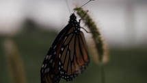 Monarch butterfly in summer nature on flower in cinematic slow motion.