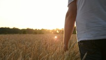 a man walking through a field of golden wheat 