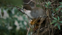 Static shot of squirrel monkey (Saimiri) having Lunch in the trees	