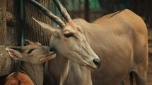 Antelope in zoo
