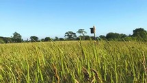 birdhouse in a field of tall grasses 