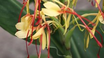 Wasp Climbing Up a Kahili Ginger Lily Flower
