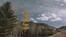 Aspen trees in Colorado 