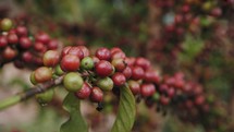 African coffee beans 