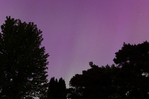 silhouette of trees and Aurora Borealis pillars in the night sky