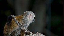 Close Up Of A Squirrel Monkey Looking Around Outdoors	