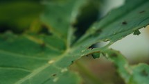 Large ants crawling around and eating a tropical plant 