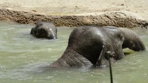 Elephants emerging from water.