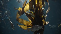 Fish swimming around seaweed