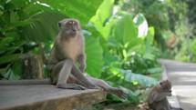 monkey sits on the street in thailand