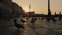 pigeons in venice at golden hour