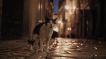 cat at night on old cobbled street