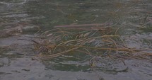 Kelp Floating in Water