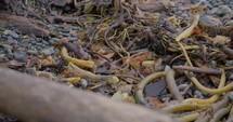 Kelp on a Rocky Beach