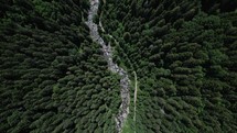 Densely wooded valley in the high mountains of Romania with a creek and green pine trees