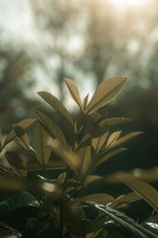 Green leaves in sunlight, summer plant nature photo, leaf in woodland