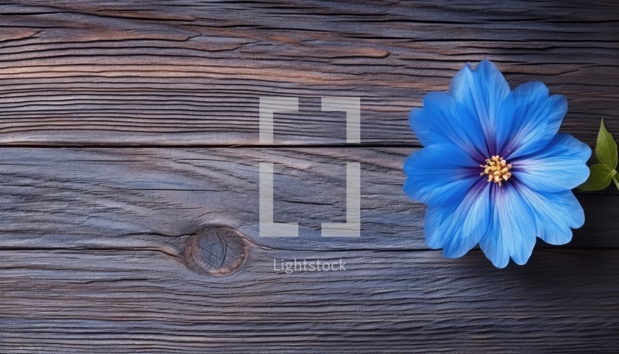 Beautiful blue flower on a wooden background. View from above.
