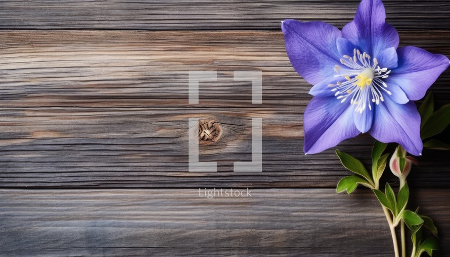 Blue clematis on wooden background. Top view with copy space