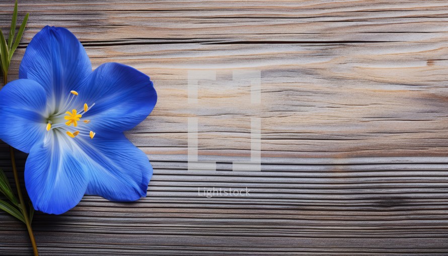 Blue crocus on wooden background. Top view with copy space.