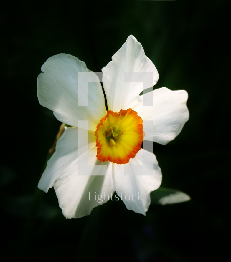 white narcissus daffodil, dramatically lit with dark background