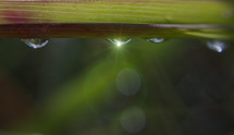 water droplet on a leaf 
