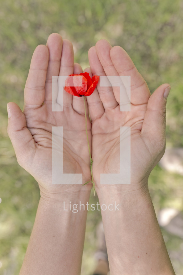 red poppy in cupped hands 