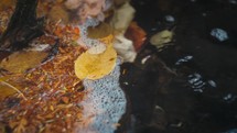 Autumn Leaves And Foam In Water
