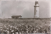 old lighthouse near a field of flowers 