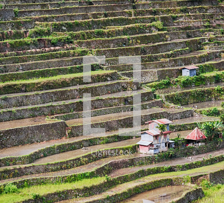 terraced landscape in the Philippines 