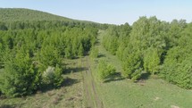 Siberian Forest Aerial View