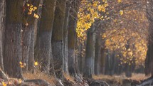 Light Breeze In Autumn Aspen Trees - wide shot
