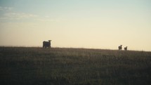 Cows Silhouetted On The Prairie At Sunrise