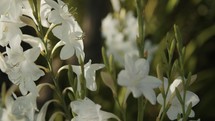 white flowers in a garden 