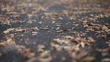 Walking through fallen brown dead leaves in the fall.