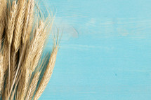 wheat on a blue wood background 