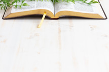 opened Bible on a white wood background with vine 