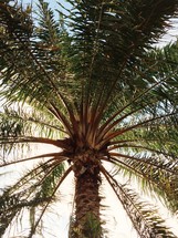 top of a palm tree