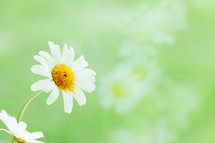 White daisies on a green background, 