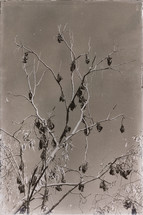 colony of bats in a tree 