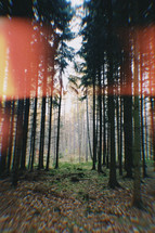 sun flare overexposure forest 