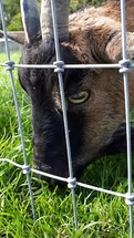 Male Alpine Goat Eating Grass Though a Wire Fence, Ireland
