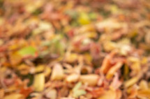 defocused autumn leaf background.