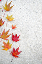 autumn leaves on concrete 